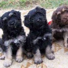 Prod�m �t��ata Cão da Serra de Aires