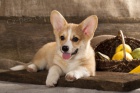 Cardigan �t��ata Welsh Corgi k adopci
