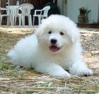 Prod�m �t��ata Kuvasz