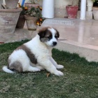 Prod�m �t��ata Kuchi