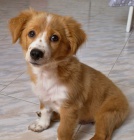 Prod�m �t��ata Kokoni