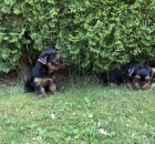 Jork��rsk� teri�r - �t��ata bez PP