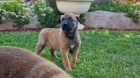 Belgick� ov��k malinois