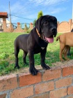 Africk� boerboel