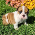 Roztomil� �t��ata anglick�ho buldo�ka.