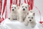 �t��ata West Highland White Terrier.