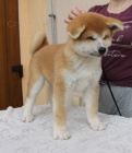 Akita �t�n�