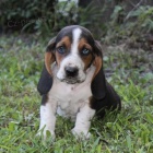 �t��ata Basset Hound.