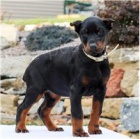 Kr�sn� doberman Pinscher �t��ata.