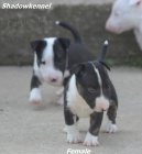 Mini bulteri�r �t��ata