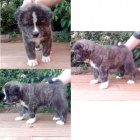 �t���tka Akita inu s PP FCI