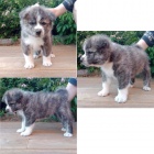 �t���tka Akita inu s PP FCI