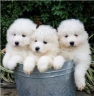 ڞasn� Samoyed �t��ata.