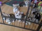 Prod�m �t��ata welsh corgi Pembroke.