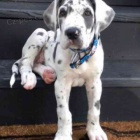 K dispozici �t��ata n�meck� dogy.