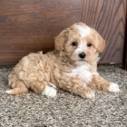 Maltipoo �t��ata dostupn� na prodej.
