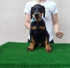 Dobrman �t��ata