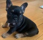 �t��ata francouzsk�ho buldo�ka s pr�kazem p�vodu k adopci.