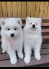 Vycvi�en� �t��ata Samoyed.