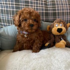 Kr�sn� �t���tka pudl�.