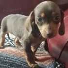 zdrav� trpasli�� hladk� srst �t��ata jezev��k� k adopci