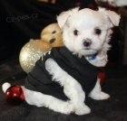 O�KOVAN� miniaturn� malt�z��ci k adopci