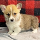 Prod�m kr�sn� �t��ata Pembroke Welsh Corgi.