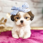 Prod�m o�kovan� a od�erven� �t��ata SHIH TZU