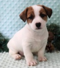 Prod�m zdrav� �t��ata jack russell teri�ra.