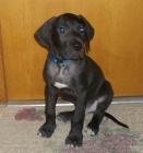 Prod�m kr�sn� a rozko�n� �t���tka n�meck� dogy.