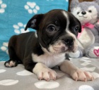 Prod�m �t��ata bostonsk�ho teri�ra