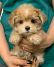 �t��ata Maltipoo k adopci. Jsou o�kovan� a od�erven�.