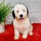 Prod�m kr�sn� �t��ata portugalsk�ho vodn�ho psa