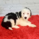 Prod�m kr�sn� �t��ata portugalsk�ho vodn�ho psa