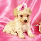 Prod�m �t��ata trpasli��ho pudla.