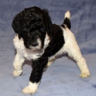 Prod�m �t��ata trpasli��ho pudla.