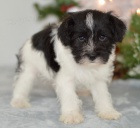 Prod�m zdrav� a kr�sn� �t��ata mal�ho kn�ra�e.