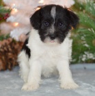 Prod�m zdrav� a kr�sn� �t��ata mal�ho kn�ra�e.