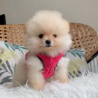 miniaturn� �t��ata pomeranian� na prodej.