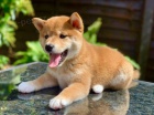 Prod�m roztomil� �t���tka shiba inu