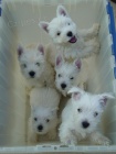 Prod�m �t��ata West Highland White Terriers