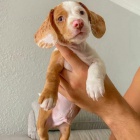 Prod�m zdrav� �t��ata jezev��k�