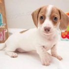 Prod�m zdrav� �t��ata jezev��k�