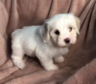b�l� �t��ata havanese na prodej.