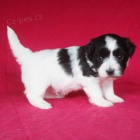 �t��ata havanese na prodej.