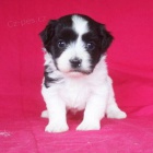 �t��ata havanese na prodej.