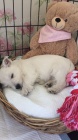 Prod�m �t��ata West Highland White Terriers