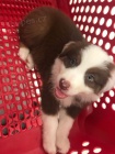 Prod�m �t��ata border kolie