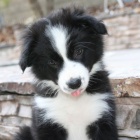 Prod�m �t��ata border kolie