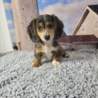 Prod�m �t��ata trpasli��ho pudla.